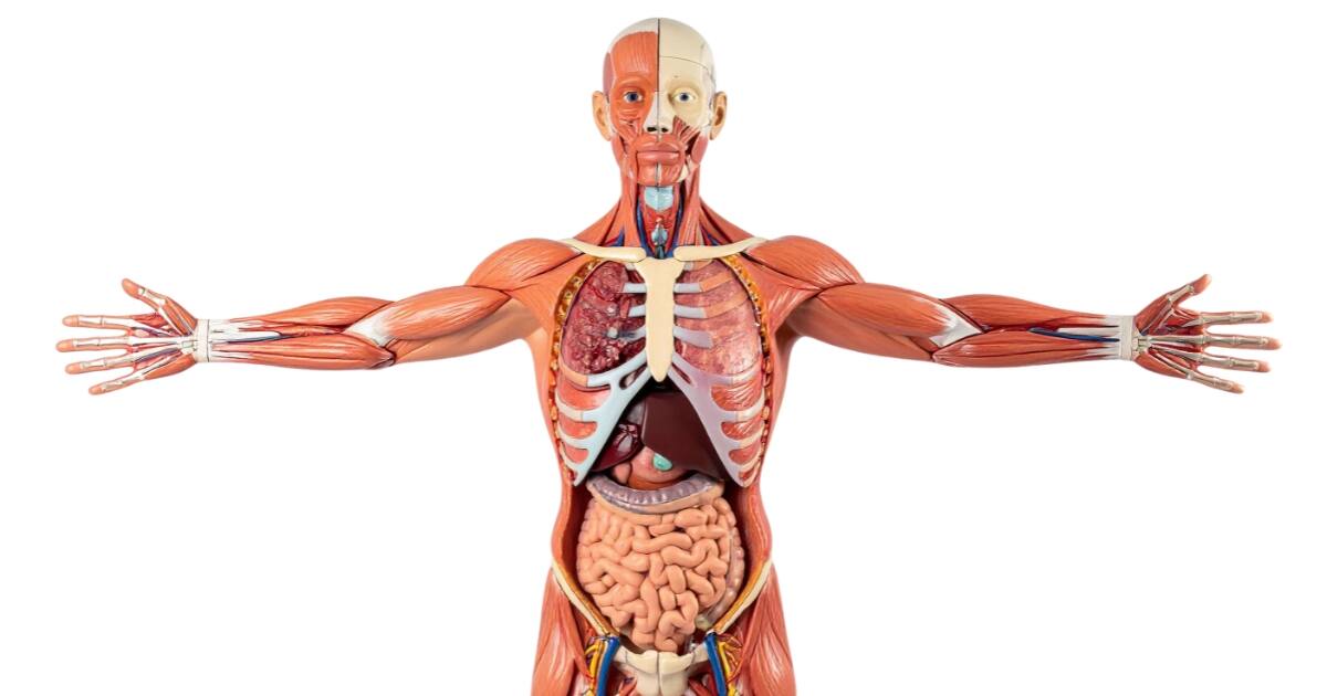difference between endocrine and exocrine glands
