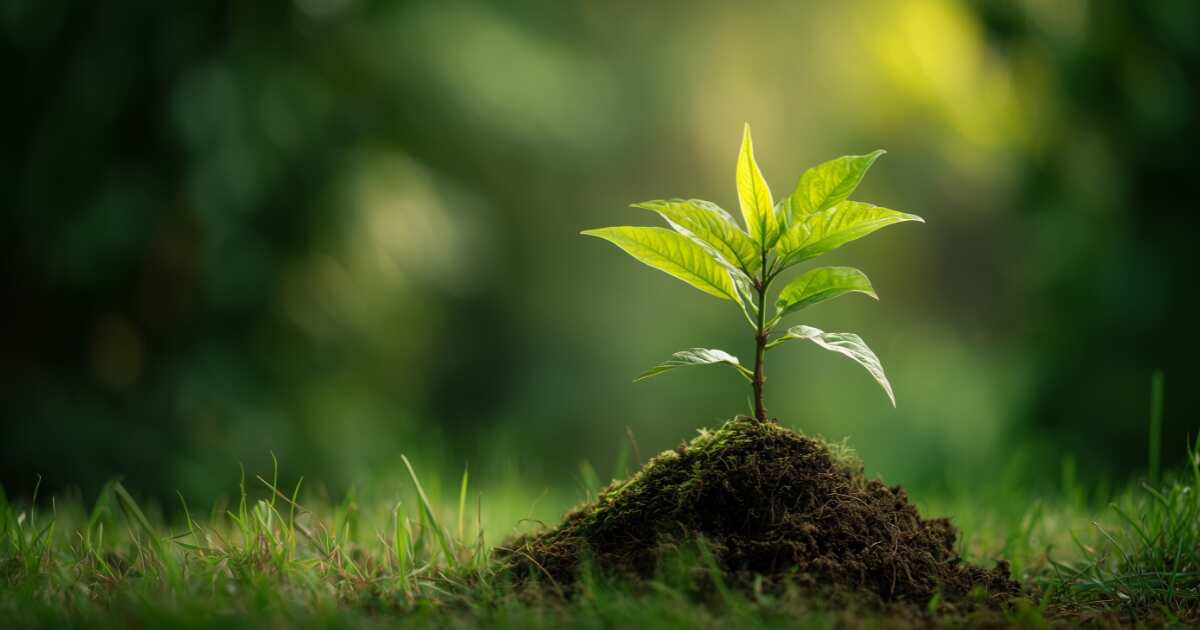 difference between photosynthesis and respiration