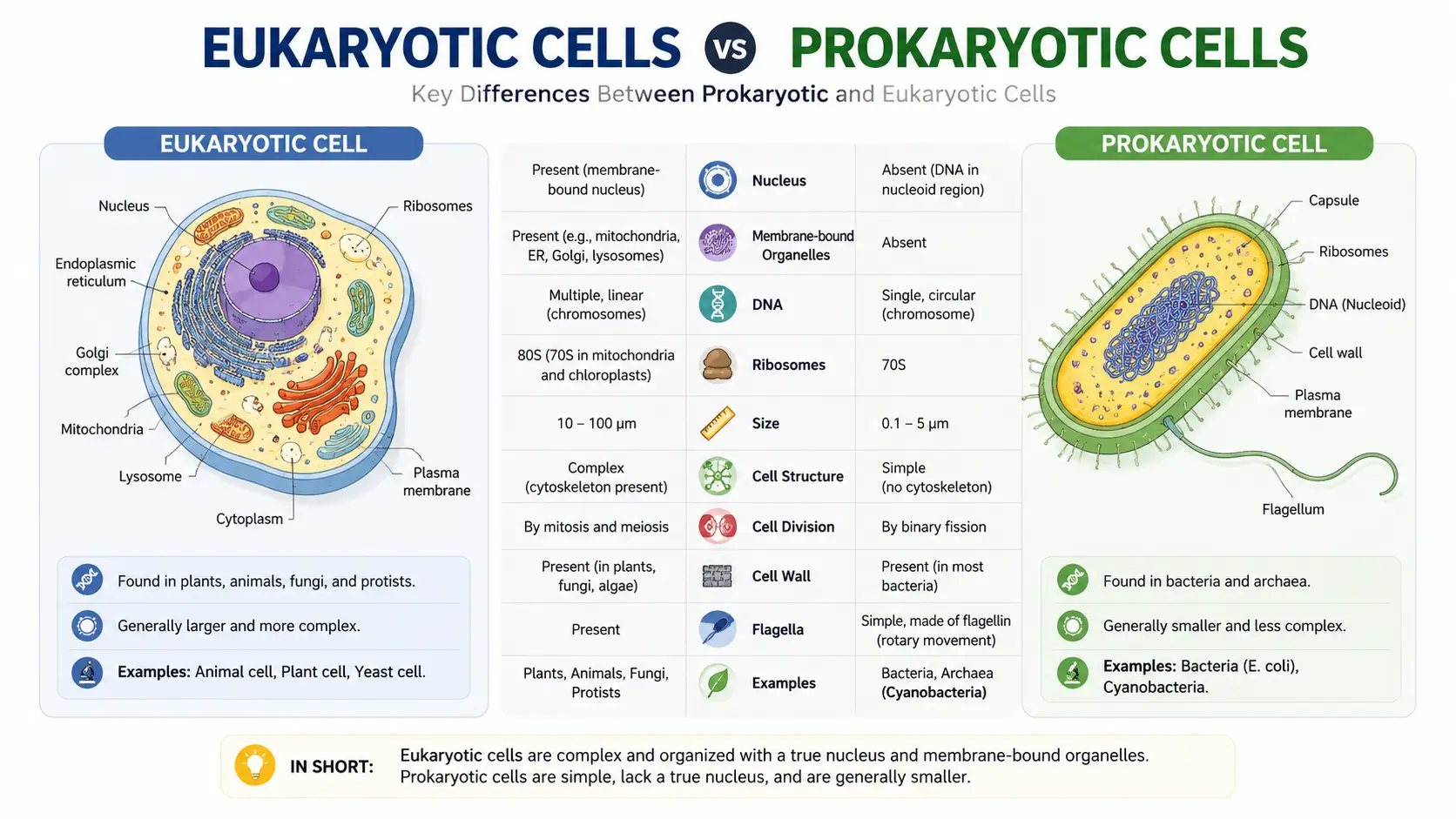 Difference between prokaryotic and eukaryotic cells diagram showing nucleus, DNA arrangement and cell size