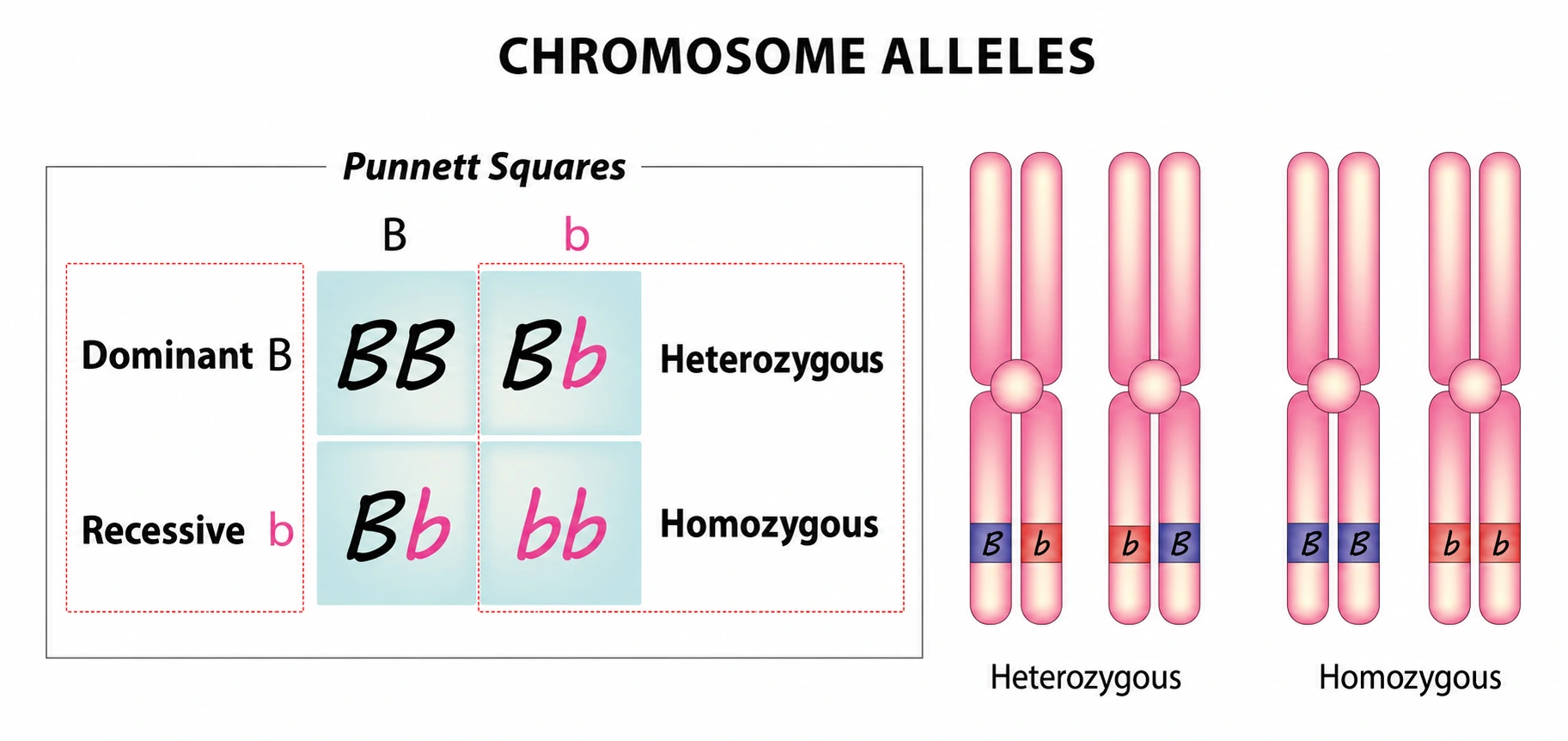 Difference between dominant and recessive alleles diagram showing how traits are inherited and expressed